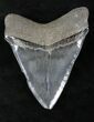 Serrated Megalodon Tooth #21866-2